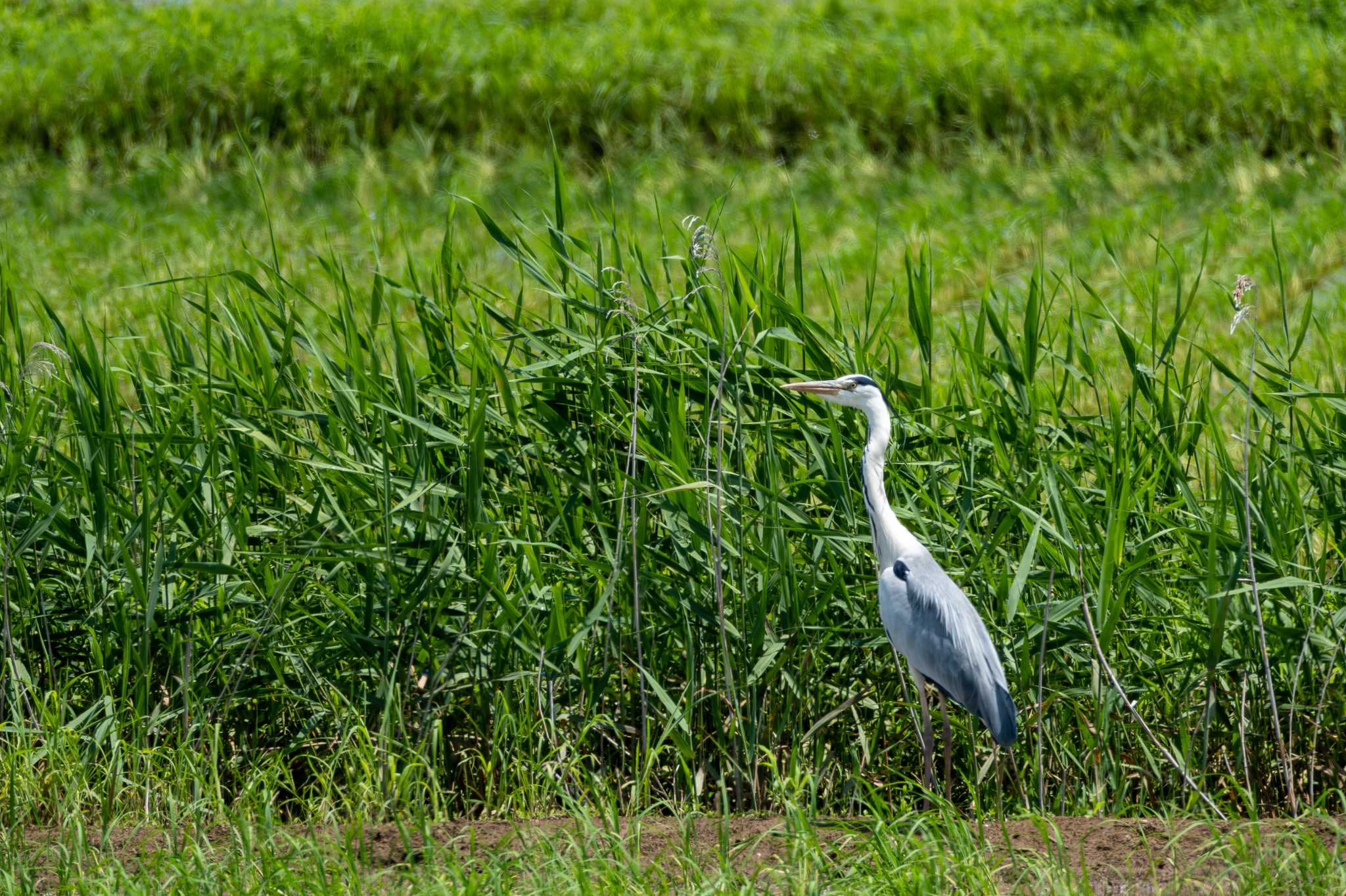 Grey Heron