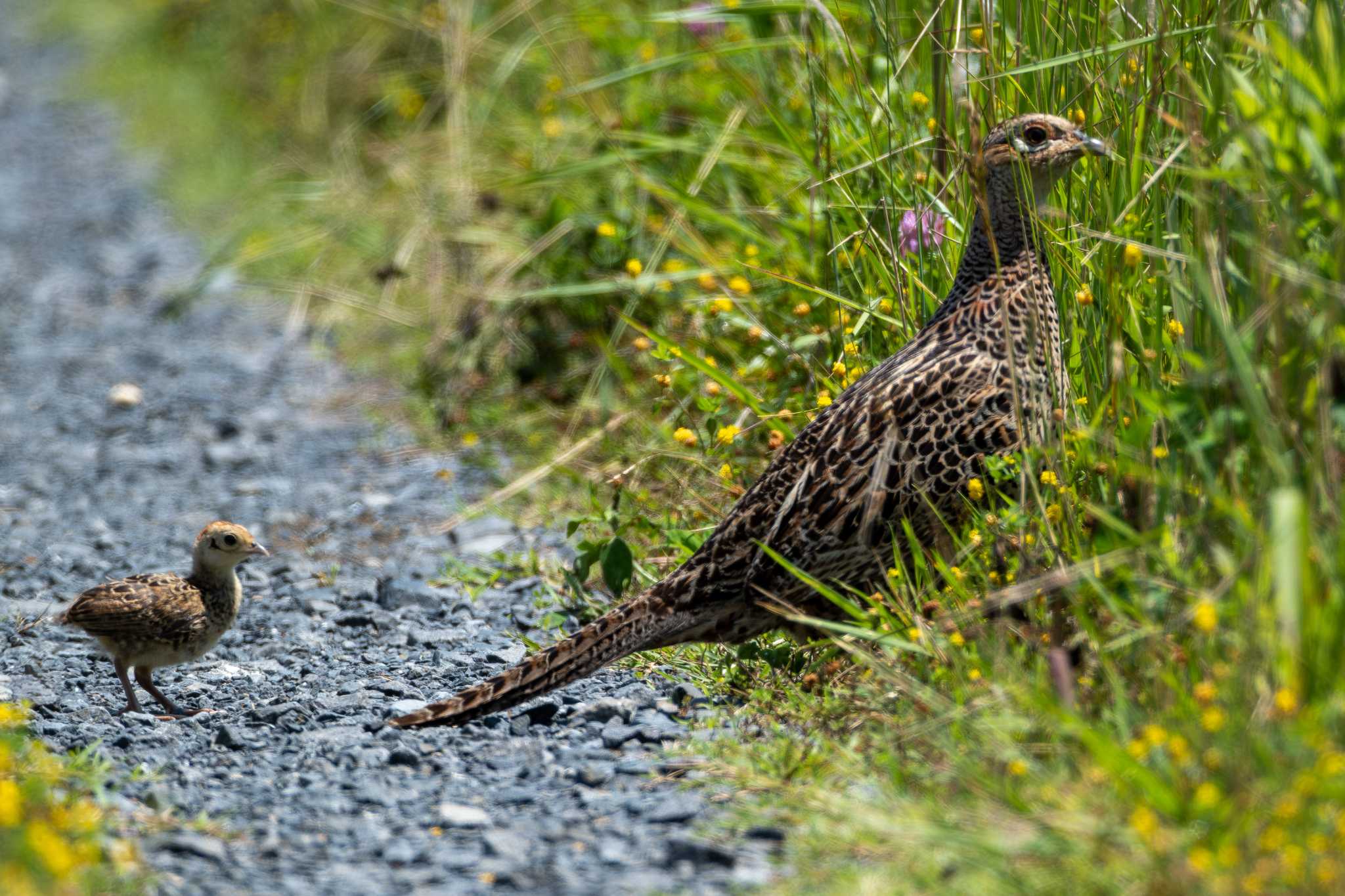 Green Pheasant