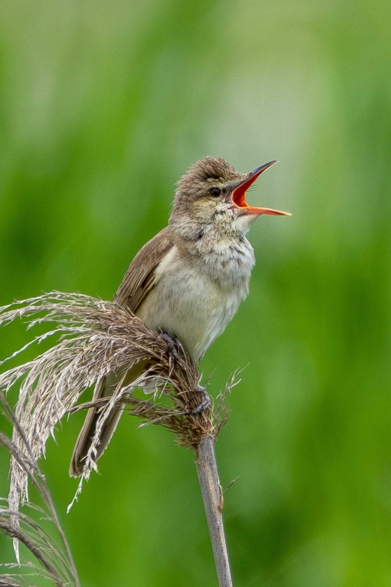 Oriental Reed Warbler