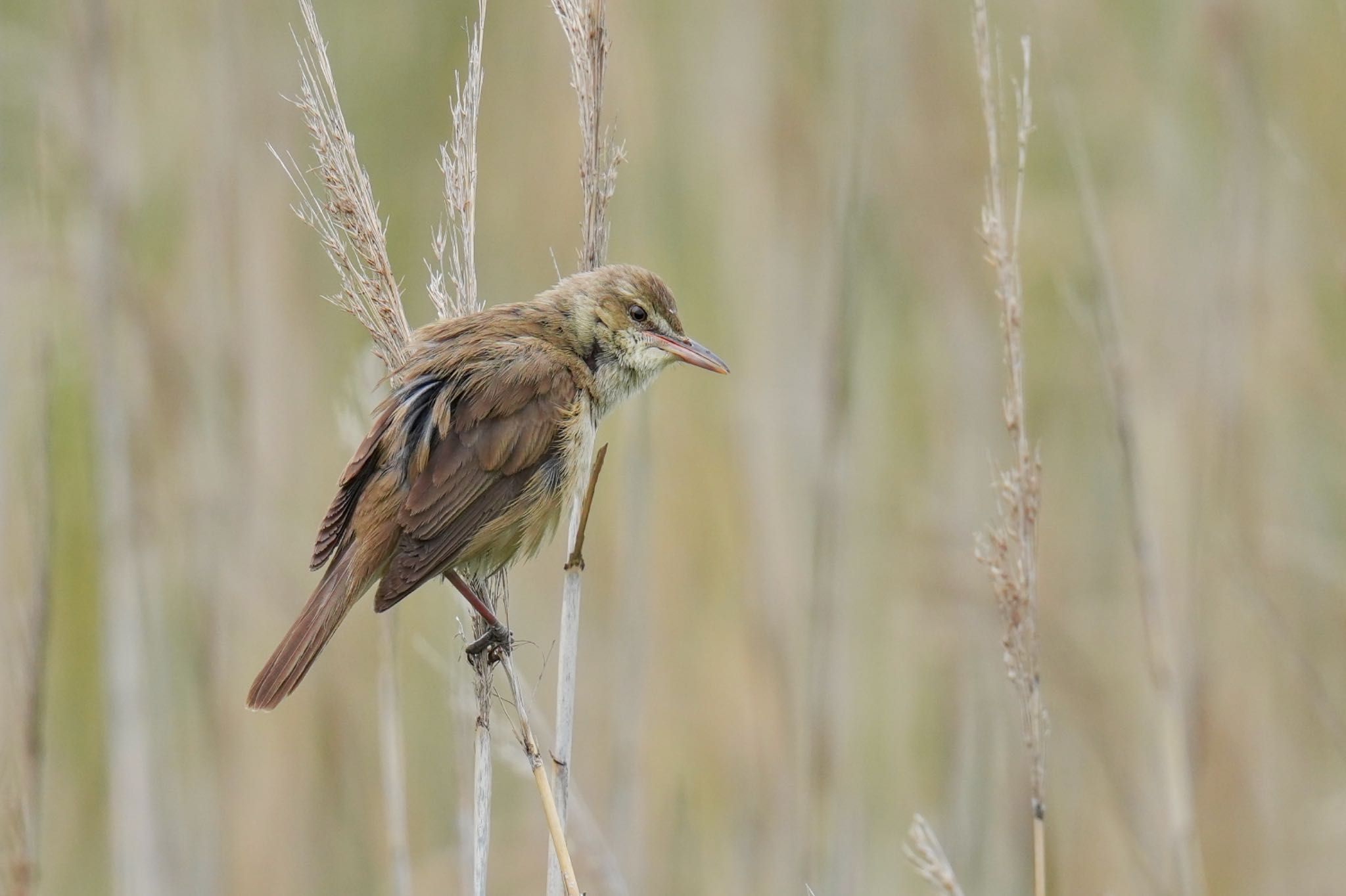 Oriental Reed Warbler