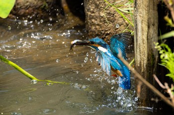 カワセミ 薬師池公園 2023年6月4日(日)