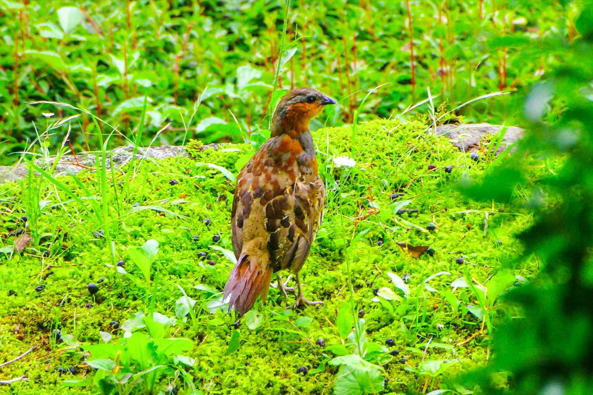 Chinese Bamboo Partridge