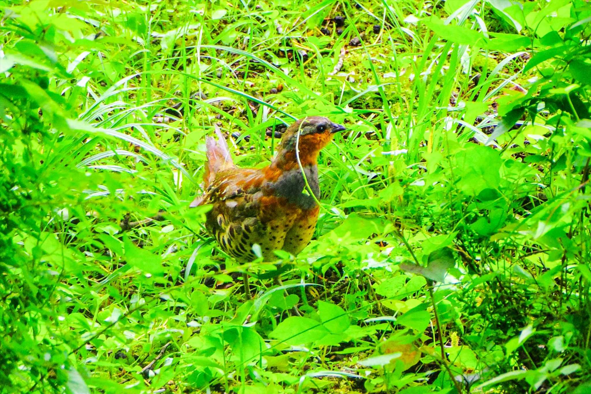 Chinese Bamboo Partridge