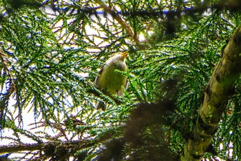 Sat, 6/10/2023 Birding report at 厚木七沢森林公園