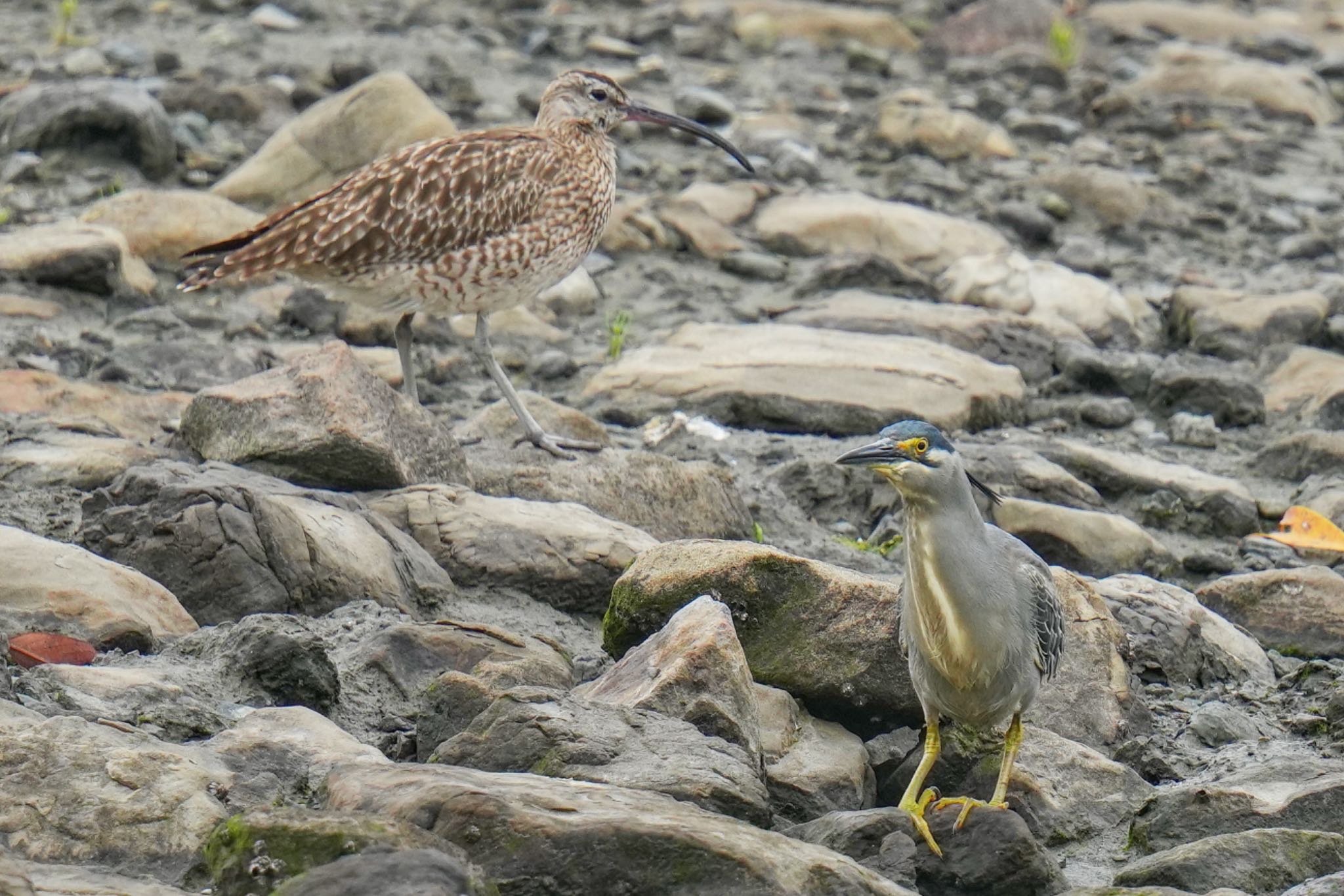 Striated Heron