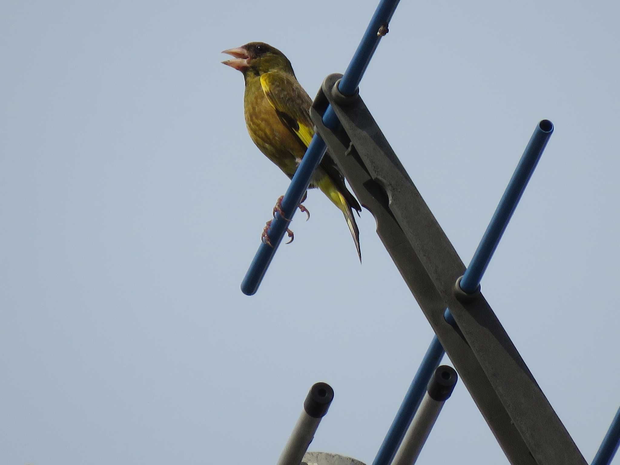 Grey-capped Greenfinch