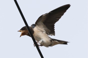 Barn Swallow 各務原市内 Tue, 6/13/2023