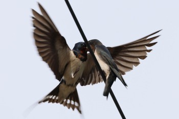 Barn Swallow 各務原市内 Tue, 6/13/2023