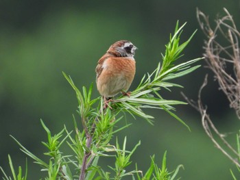 Meadow Bunting 岡山旭川 Tue, 6/13/2023