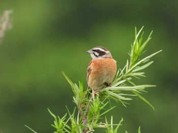 Meadow Bunting 岡山旭川 Tue, 6/13/2023