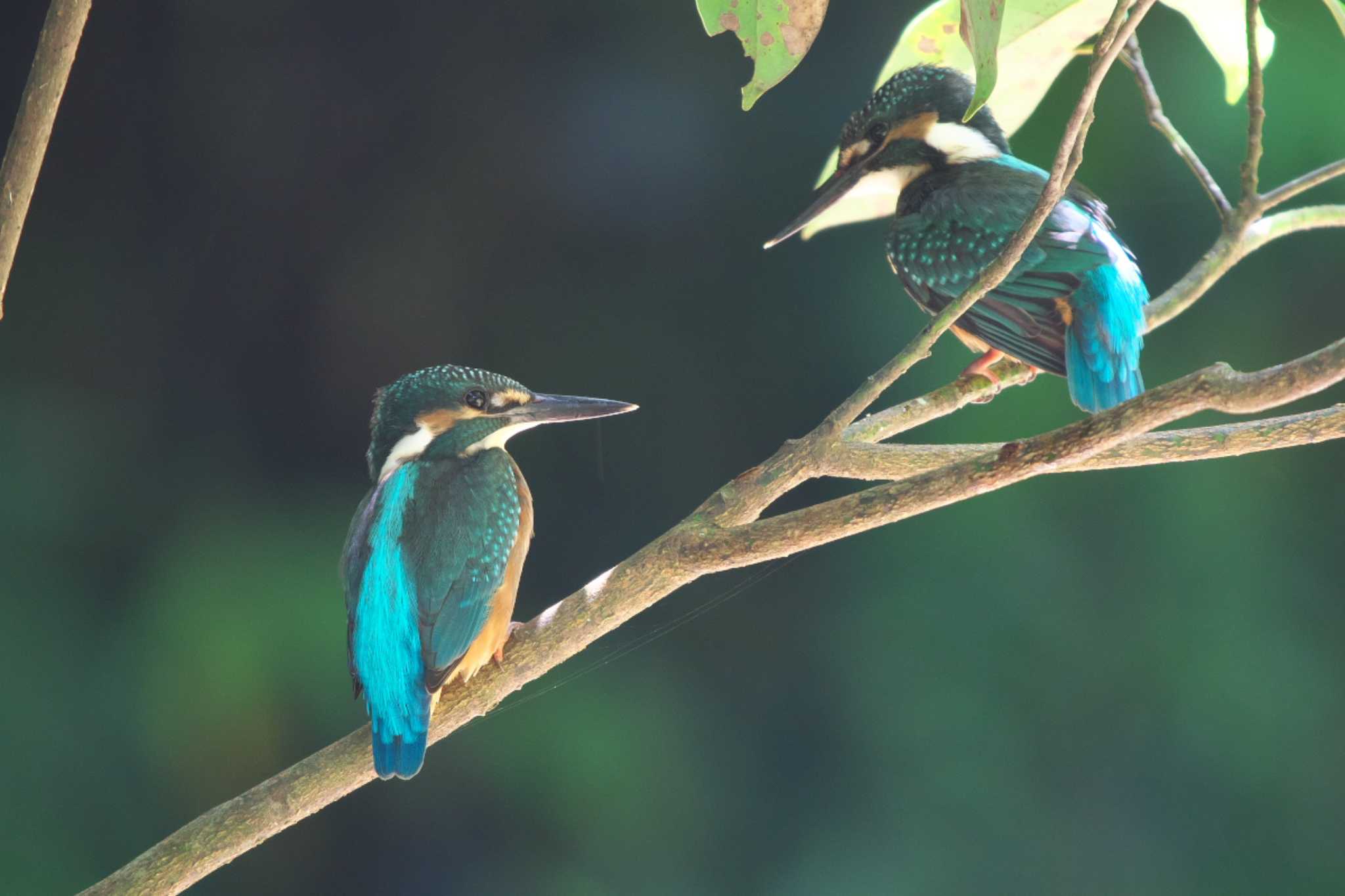 Common Kingfisher