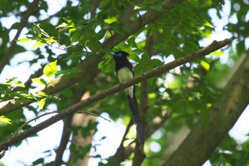 Tue, 6/13/2023 Birding report at 瀬上市民の森