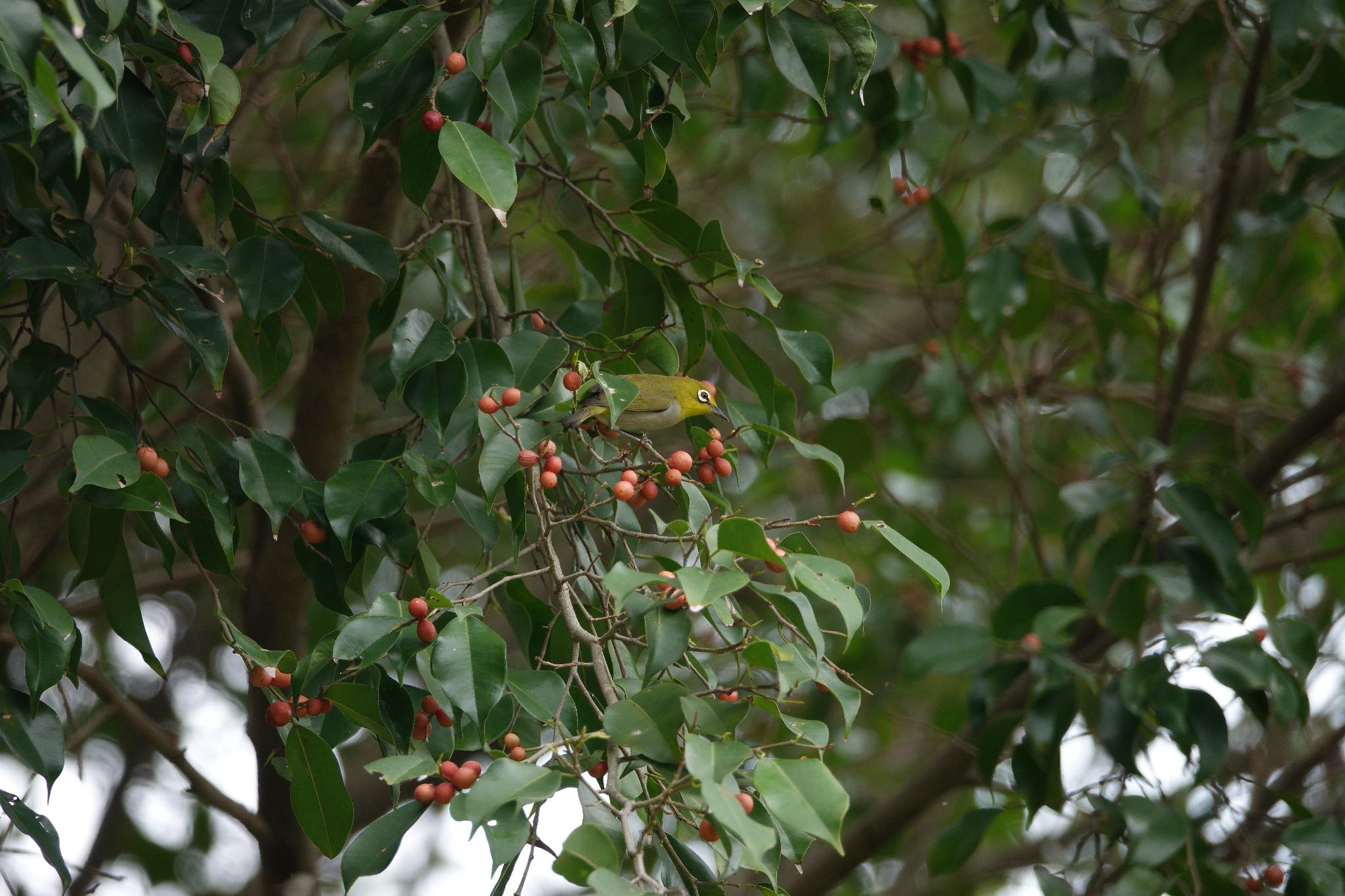 Swinhoe's White-eye