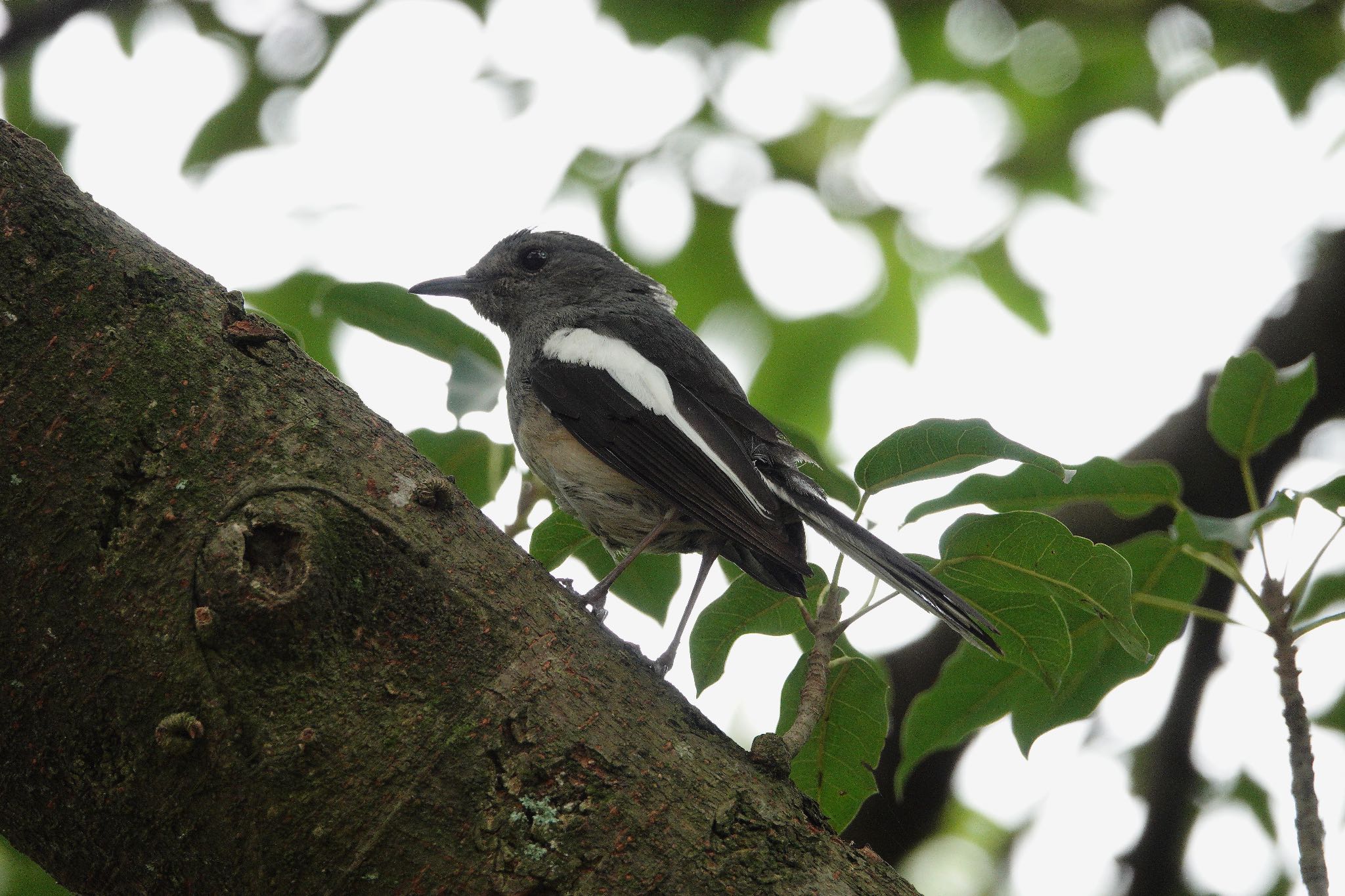 Oriental Magpie-Robin