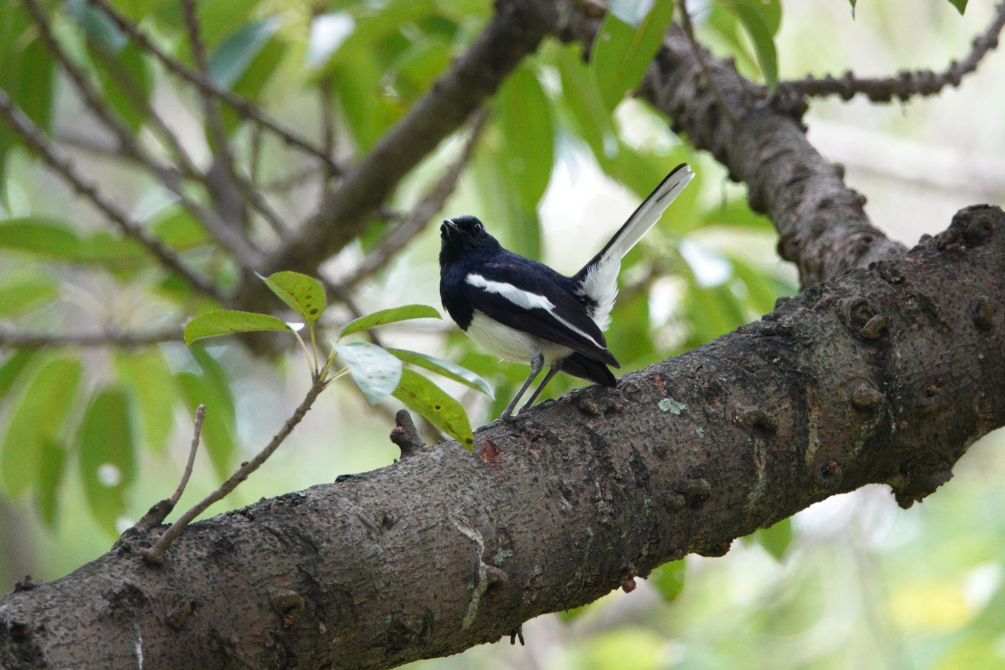 Oriental Magpie-Robin