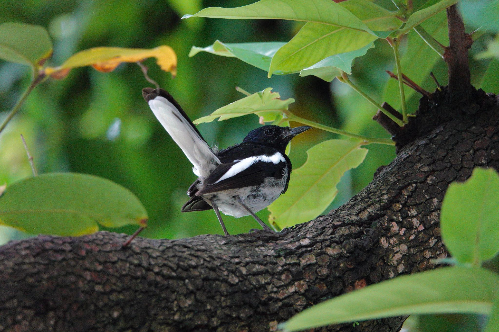 Oriental Magpie-Robin