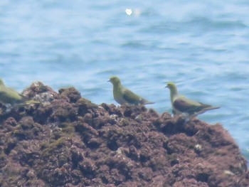 White-bellied Green Pigeon Terugasaki Beach Sun, 7/15/2018