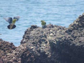 White-bellied Green Pigeon Terugasaki Beach Sun, 7/15/2018