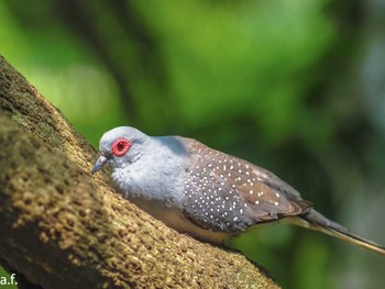 ウスユキバト 相模原麻溝公園 2023年6月13日(火)