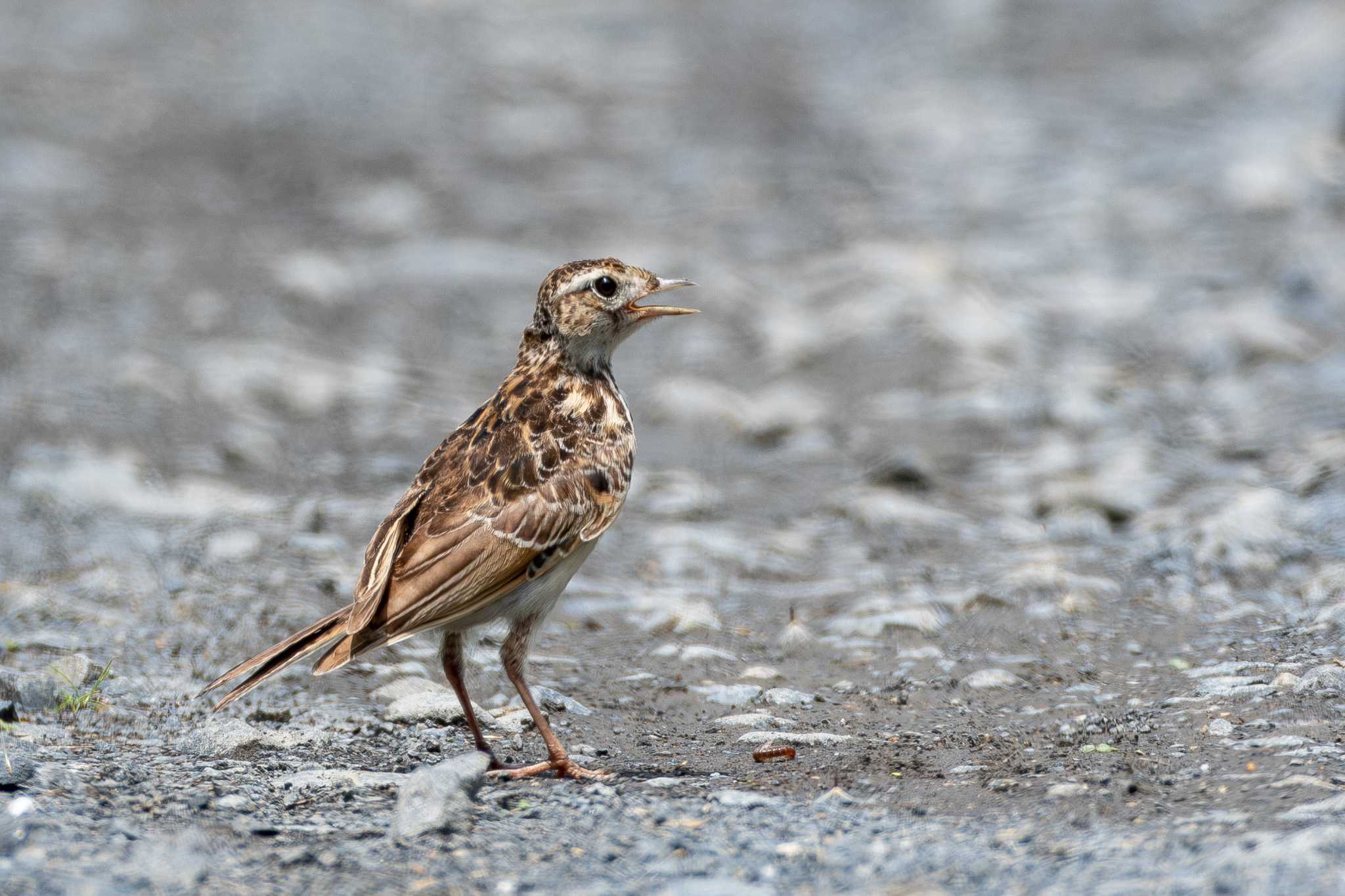 Eurasian Skylark