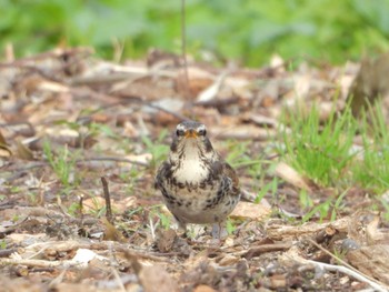 ツグミ 茅ヶ崎里山公園 2023年4月28日(金)