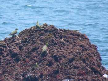 White-bellied Green Pigeon Terugasaki Beach Sun, 7/15/2018