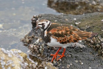 キョウジョシギ 東京港野鳥公園 2023年5月13日(土)