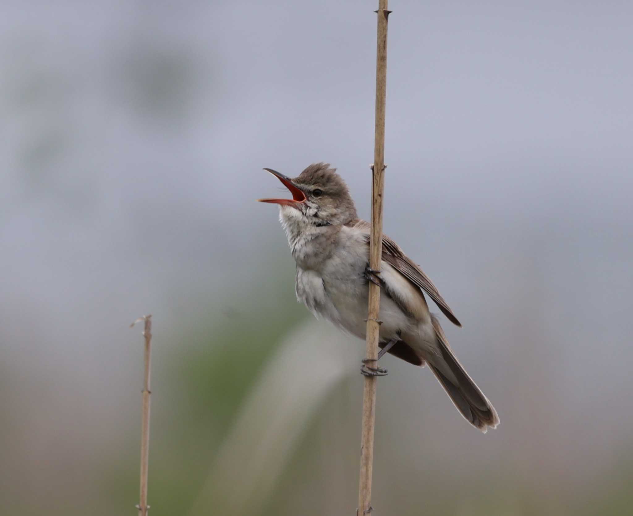 Oriental Reed Warbler