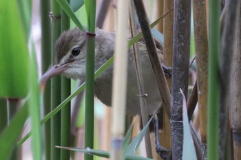 Oriental Reed Warbler 女神湖 Mon, 6/12/2023