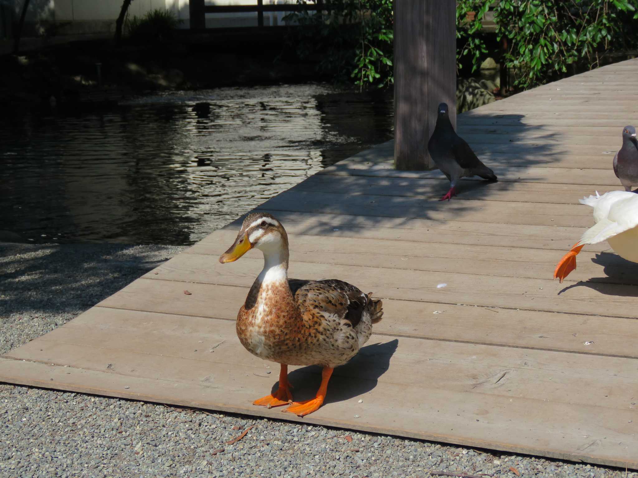 Domestic duck