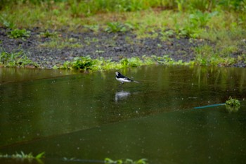 ハクセキレイ 青葉山公園 2023年6月13日(火)