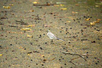 ハクセキレイ 青葉山公園 2023年6月13日(火)