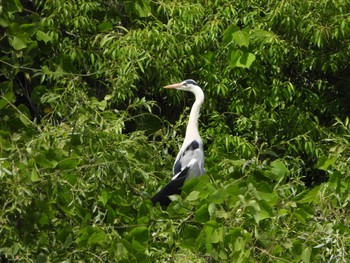 Sun, 5/28/2023 Birding report at Hattori Ryokuchi Park