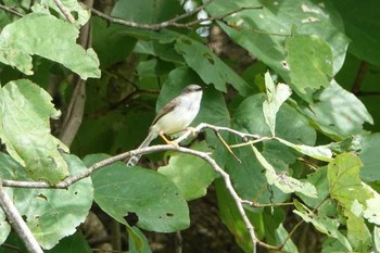 Plain Prinia タイ Thu, 6/14/2018