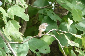 Plain Prinia タイ Thu, 6/14/2018