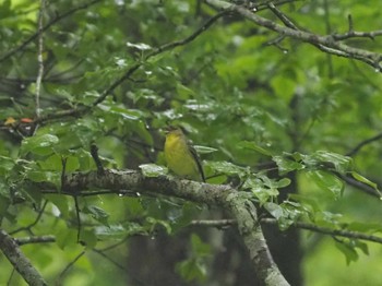 ノジコ 戸隠森林公園 2023年6月11日(日)