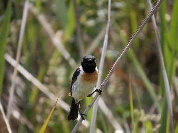 Amur Stonechat はまなすの丘公園(石狩市) Sun, 6/11/2023