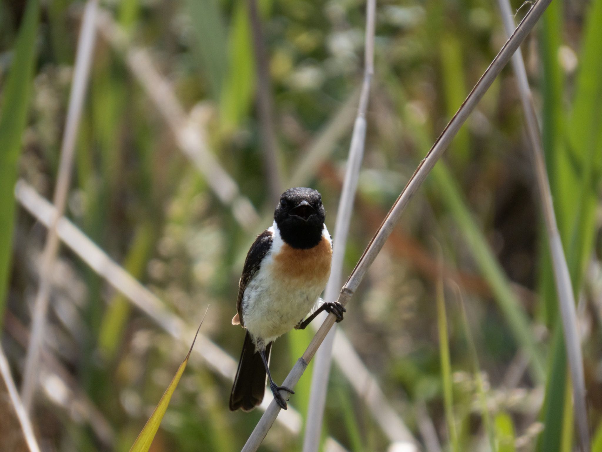 Photo of Amur Stonechat at はまなすの丘公園(石狩市) by マルCU