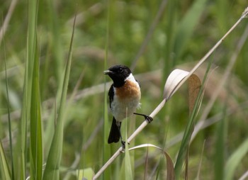 Amur Stonechat はまなすの丘公園(石狩市) Sun, 6/11/2023