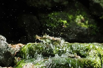 キビタキ 大洞の水場 2023年6月4日(日)