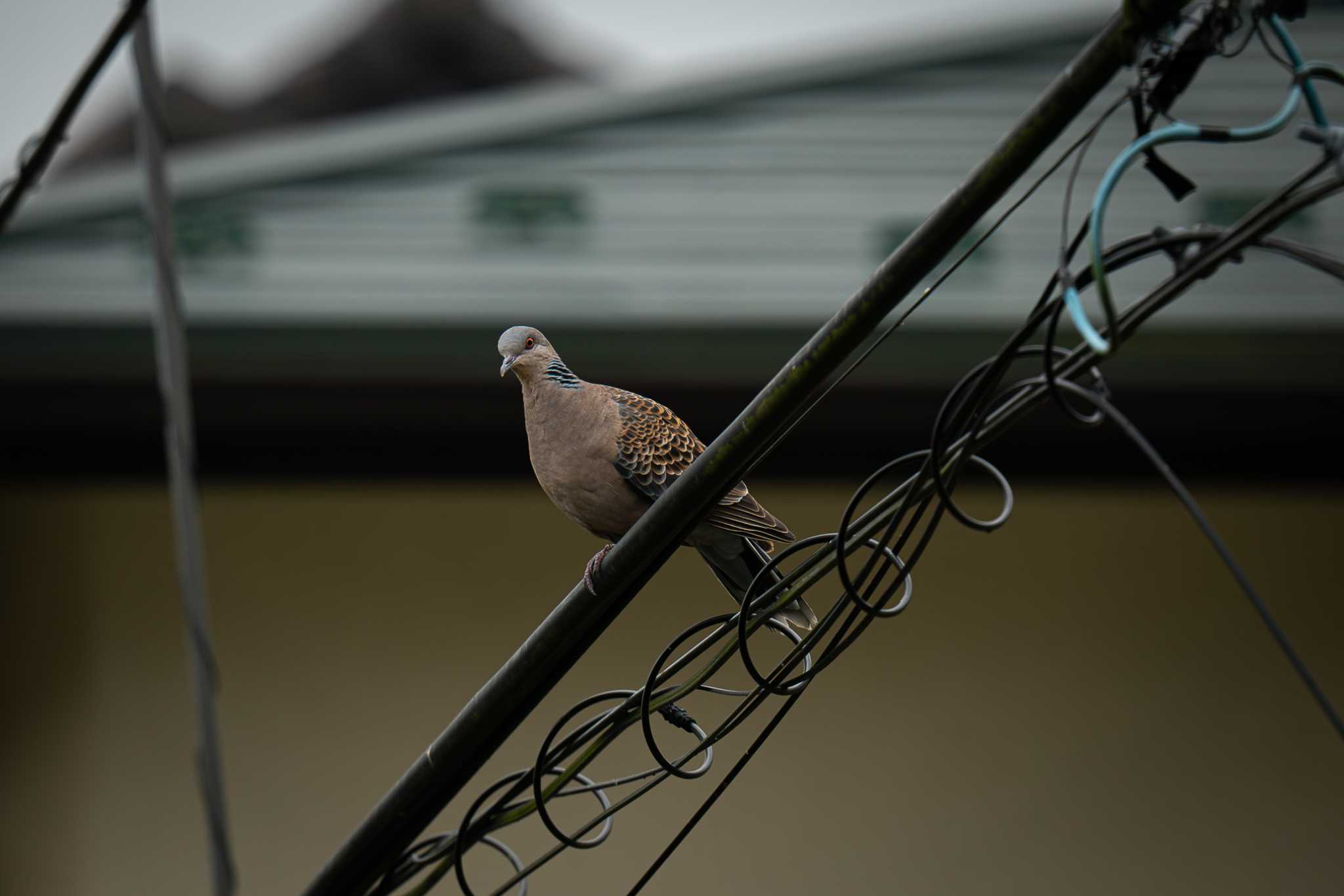 部屋の窓から by Tosh@Bird