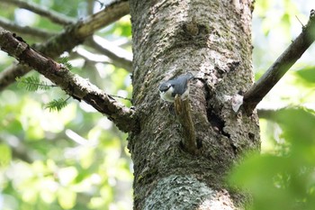 ゴジュウカラ 大台ケ原 2018年7月22日(日)