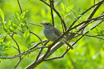 Japanese Bush Warbler 乙部岳 Sun, 6/11/2023