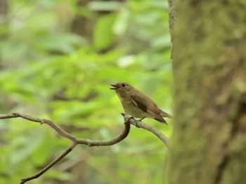 オオルリ 伊香保森林公園 2023年6月10日(土)