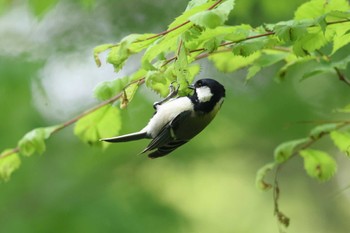 シジュウカラ 大阪城公園 2023年5月6日(土)