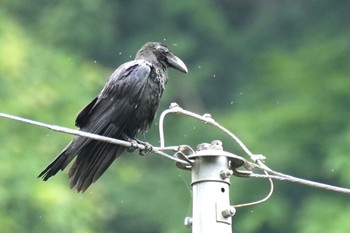 ハシブトガラス 大菩薩峠登山口 2023年6月10日(土)