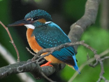 2023年6月14日(水) 福井緑地(札幌市西区)の野鳥観察記録