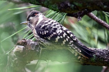 Japanese Pygmy Woodpecker 大池公園 Thu, 6/8/2023