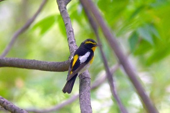 Narcissus Flycatcher 大池公園 Thu, 6/8/2023