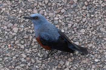 Blue Rock Thrush 各務原市内 Wed, 6/14/2023